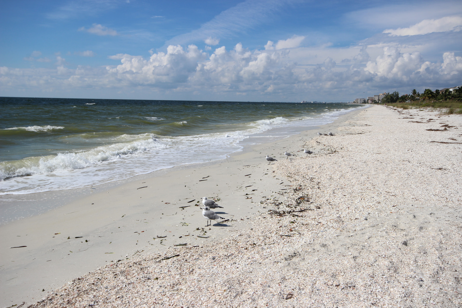 Shell-strewn white sand beach on the Gulf of Mexico with seagulls